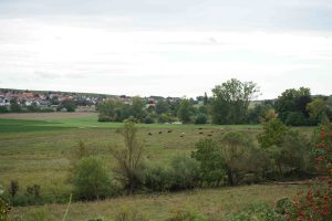 Naturschutzgebiet Salz Selztalrinder